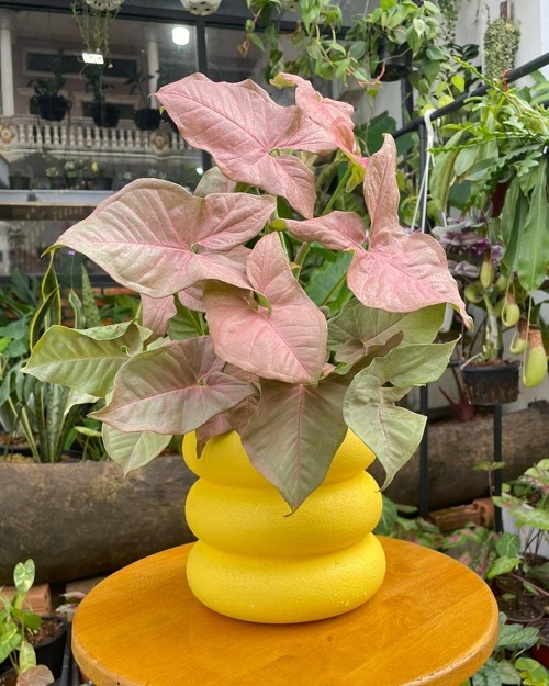Everything about Growing Syngonium Pink Allusion Indoors 1