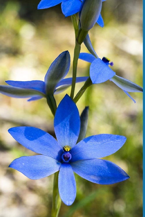 9 Blue Orchids | Are Blue Orchids Fake? 2