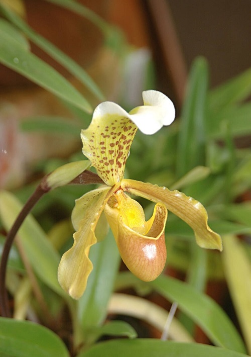 21 Cheery Yellow Orchid Varieties You Should Not Miss 9
