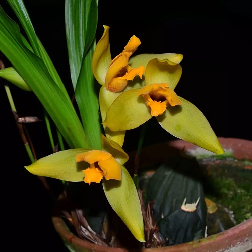 21 Cheery Yellow Orchid Varieties You Should Not Miss 2