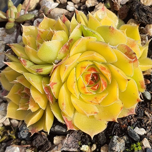 30 Yellow Succulent Varieties for Your Home 1