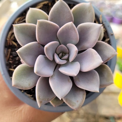 26 Best Purple and Green Succulent Varieties You Cannot Miss 4