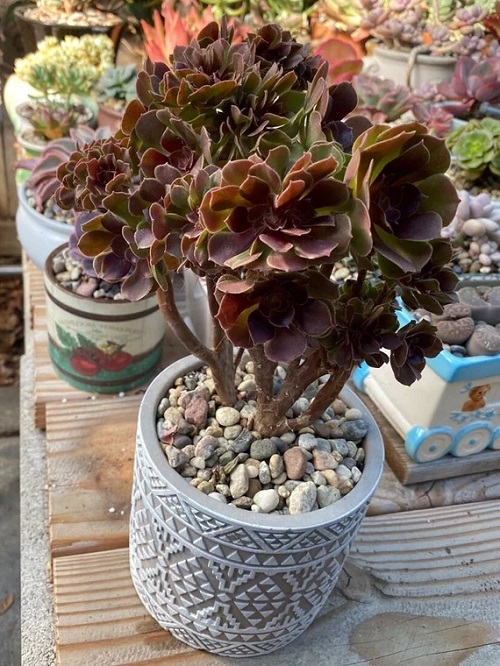 50 Most Vibrant Red Succulents You'll Ever See 10