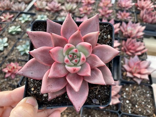 50 Most Vibrant Red Succulents You'll Ever See 11