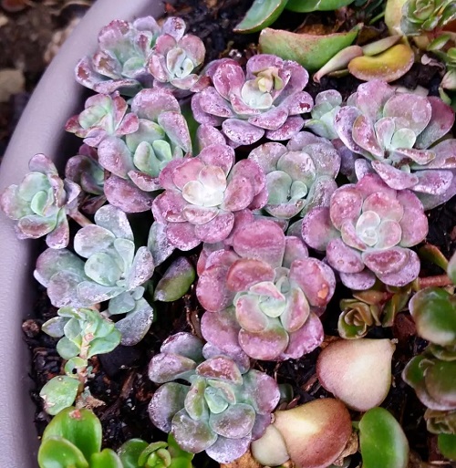 26 Best Purple and Green Succulent Varieties You Cannot Miss 1