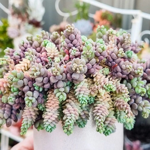 26 Best Purple and Green Succulent Varieties You Cannot Miss 10