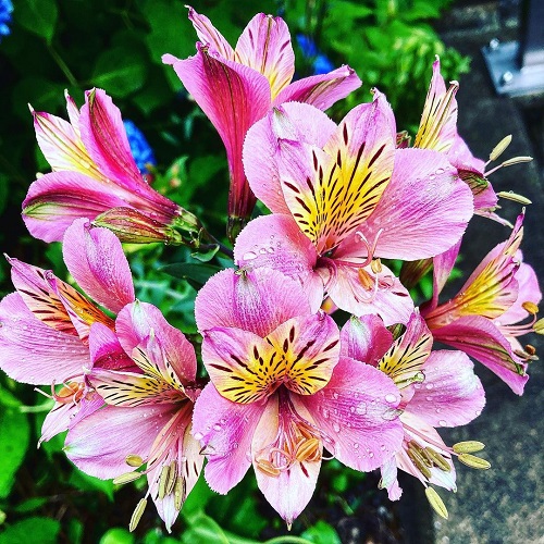 19 Gorgeous Flowers That Look Like Lilies 2