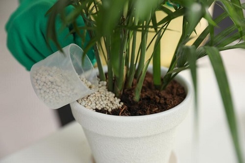 14 Super Effective Jade Plant Fertilizer | Homemade Fertilizer For Jade Plant 3