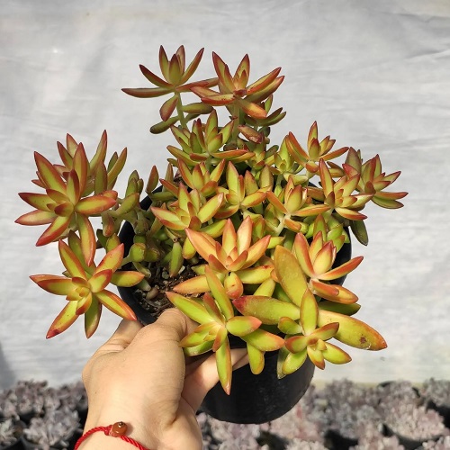 50 Most Vibrant Red Succulents You'll Ever See 6