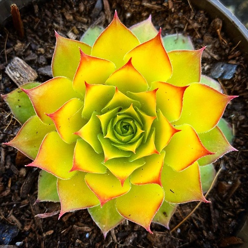 30 Yellow Succulent Varieties for Your Home 5