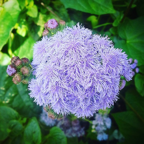 22 Flowers that Look Like Pom Poms for Your Home and Garden 2