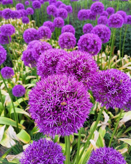 22 Flowers that Look Like Pom Poms for Your Home and Garden 7