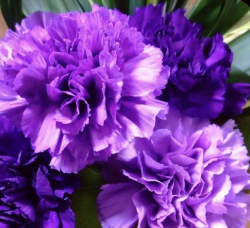 12 Purple Carnations You Must Grow 4
