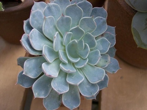 29 Blue Succulents for a Serene Display 8