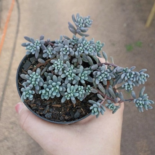 29 Blue Succulents for a Serene Display 10
