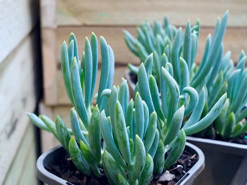 29 Blue Succulents for a Serene Display 13