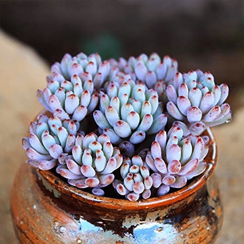 41 Beautiful Pink Succulents You Must Grow 9