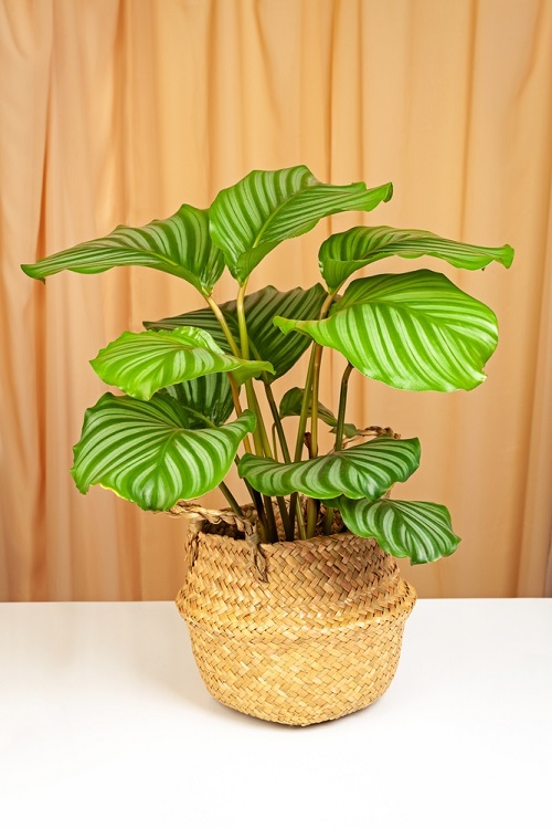 Green Plant With White Stripes On Leaves 8