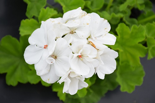 27 White Geraniums for Your Home 6