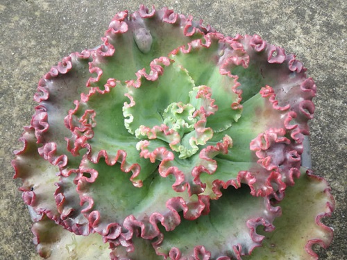 41 Beautiful Pink Succulents You Must Grow 13