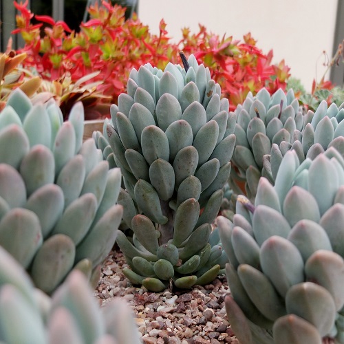 29 Blue Succulents for a Serene Display 2