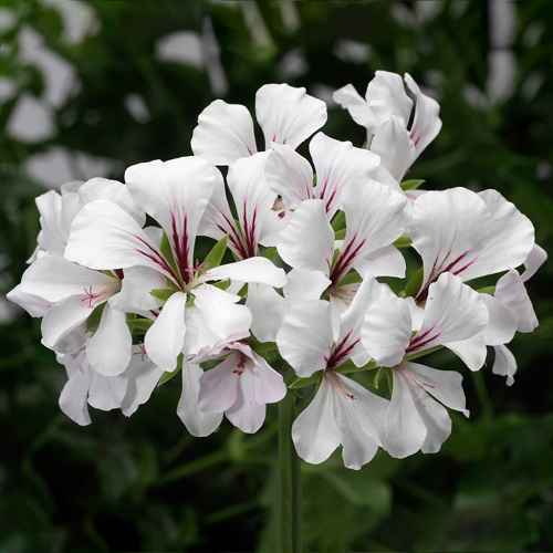 27 White Geraniums for Your Home 1