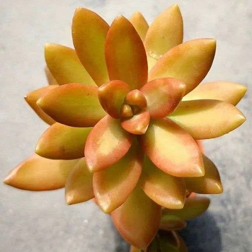 30 Yellow Succulent Varieties for Your Home 2