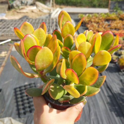 30 Yellow Succulent Varieties for Your Home 9