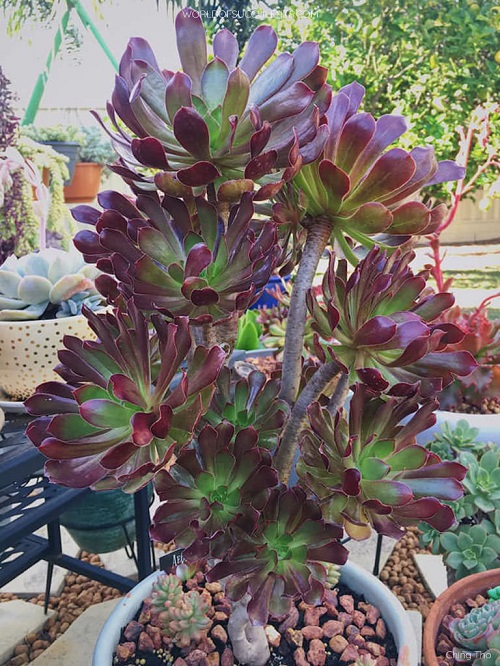26 Best Purple and Green Succulent Varieties You Cannot Miss 11