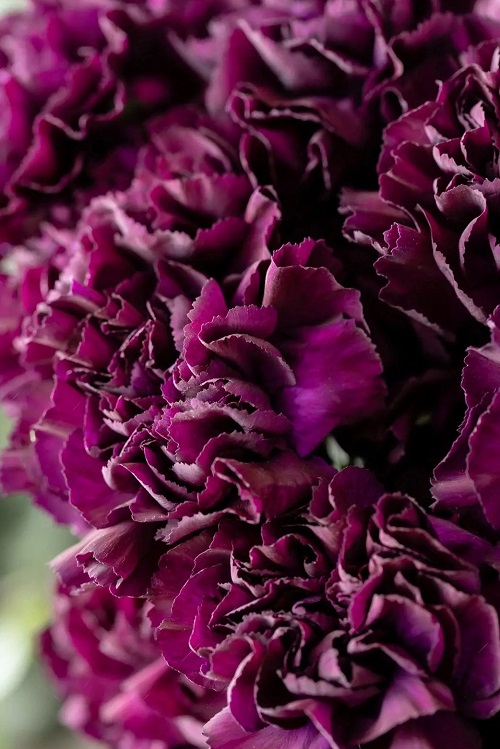 12 Purple Carnations You Must Grow 1