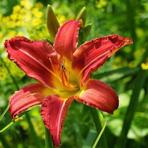 19 Gorgeous Flowers That Look Like Lilies 8