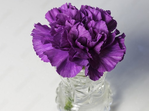 12 Purple Carnations You Must Grow 2