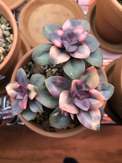 26 Best Purple and Green Succulent Varieties You Cannot Miss 12