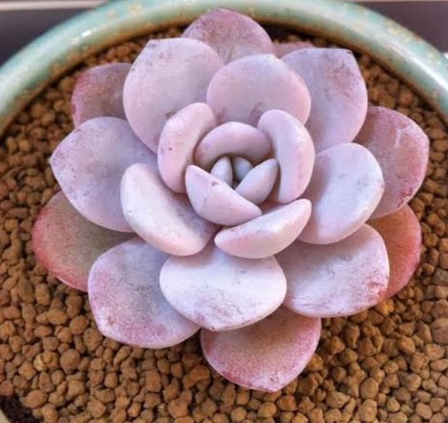 41 Beautiful Pink Succulents You Must Grow 11