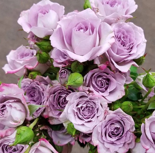 14 Beautiful Lavender Roses & Their Meaning 1