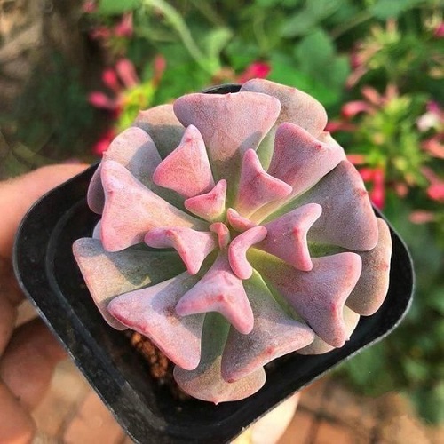 41 Beautiful Pink Succulents You Must Grow 12