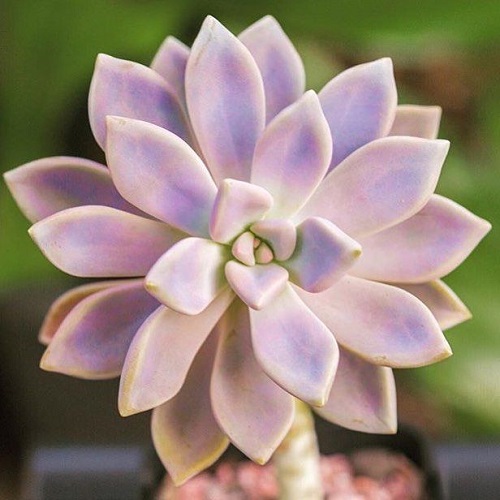 41 Beautiful Pink Succulents You Must Grow 4