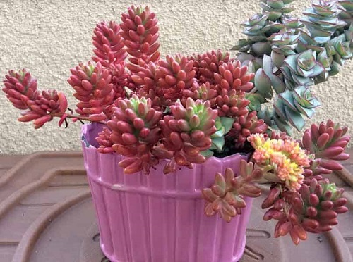41 Beautiful Pink Succulents You Must Grow 3