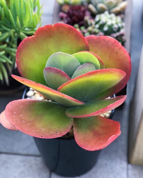 50 Most Vibrant Red Succulents You'll Ever See 5