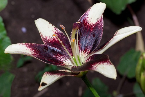 19 Most Beautiful Purple Lily Varieties | Purple Lilies 1