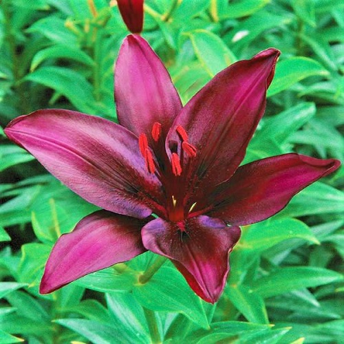 19 Most Beautiful Purple Lily Varieties | Purple Lilies 6
