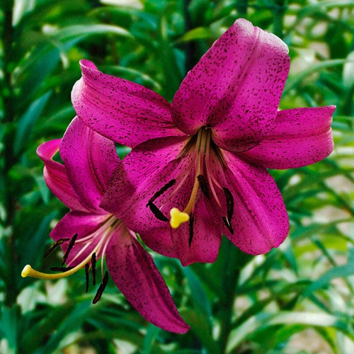 19 Most Beautiful Purple Lily Varieties | Purple Lilies 4