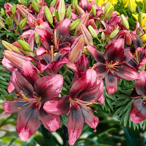 19 Most Beautiful Purple Lily Varieties | Purple Lilies 5
