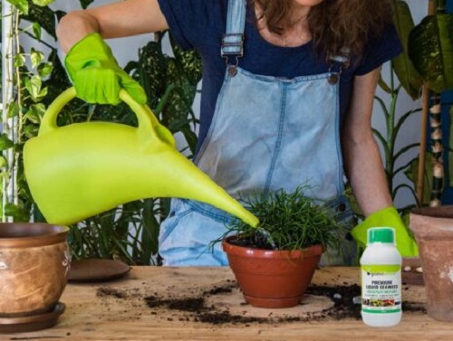 9 Super Effective Air Plant Fertilizer DIY Recipes | How to Fertilize Air Plants 3