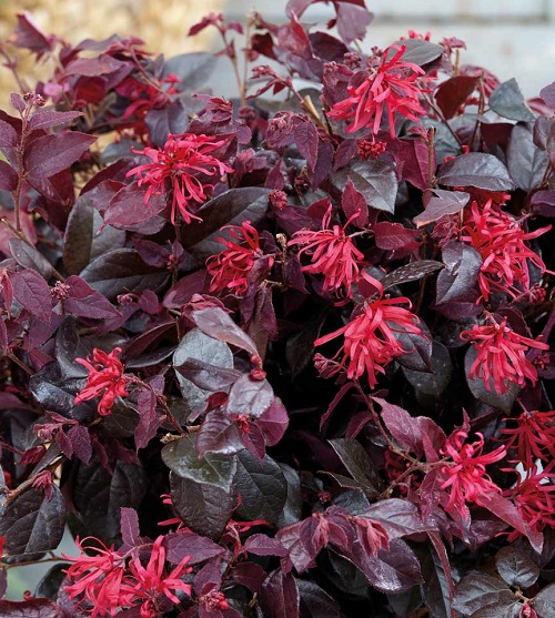 12 Best Purple Loropetalum Varieties | Loropetalum chinense 2
