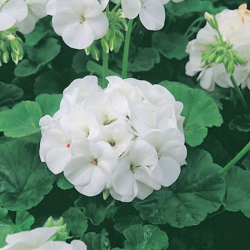 27 White Geraniums for Your Home 8