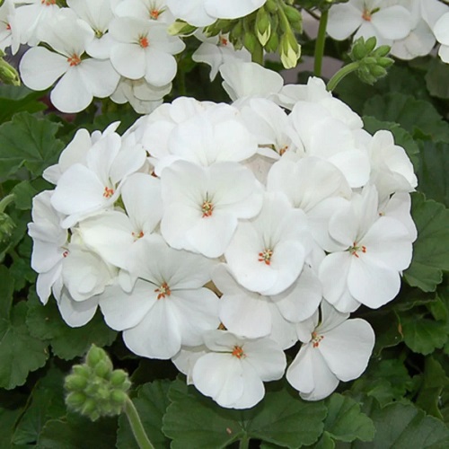 27 White Geraniums for Your Home 3