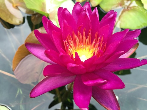 19 Most Beautiful Purple Lily Varieties | Purple Lilies 9