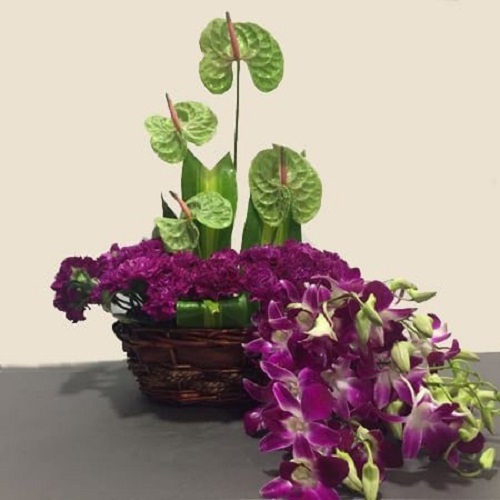 12 Purple Carnations You Must Grow 5