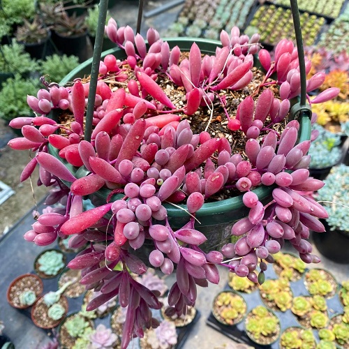 50 Most Vibrant Red Succulents You'll Ever See 2